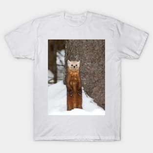 Pine Marten - Algonquin Park T-Shirt